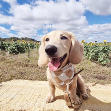 Load image into Gallery viewer, Dog bandana - Latte | Checker