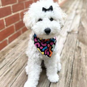 Dog bandana - Squiggle