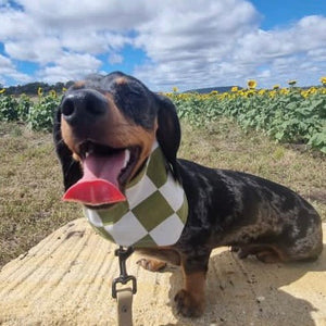 Dog bandana - Matcha | Checkers